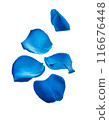 Falling blue rose petals 116676448