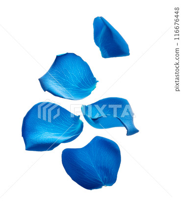 Falling blue rose petals 116676448