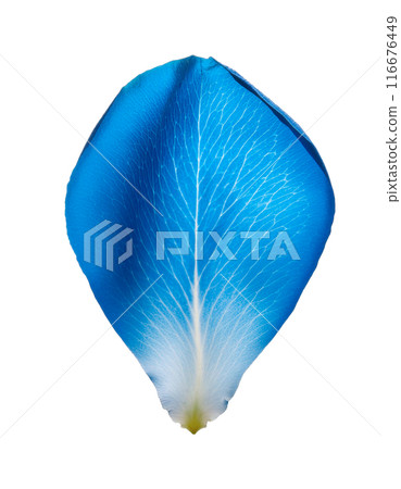 Falling blue rose petals 116676449