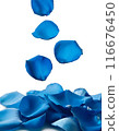 Falling blue rose petals 116676450