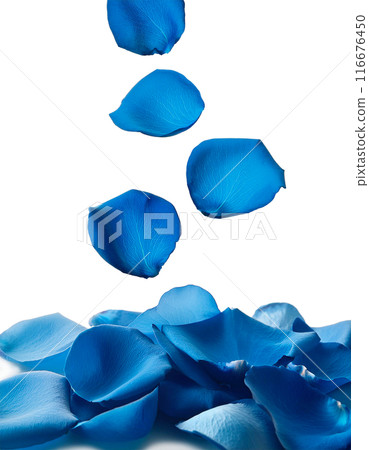 Falling blue rose petals 116676450