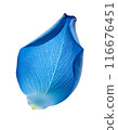Falling blue rose petals 116676451