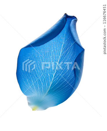 Falling blue rose petals 116676451