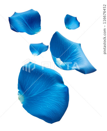 Falling blue rose petals 116676452