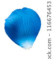 Falling blue rose petals 116676453