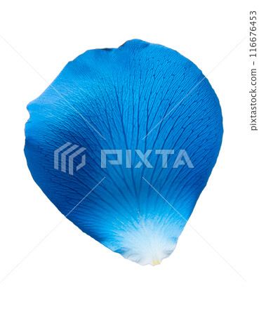 Falling blue rose petals 116676453