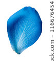 Falling blue rose petals 116676454