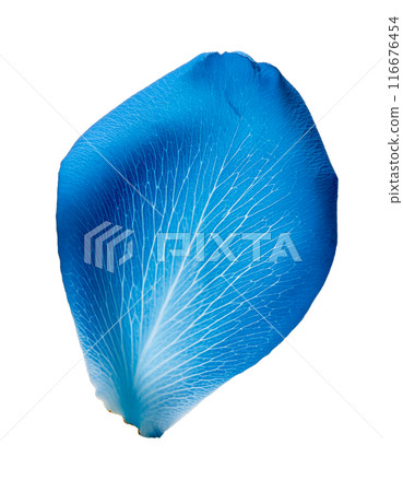 Falling blue rose petals 116676454