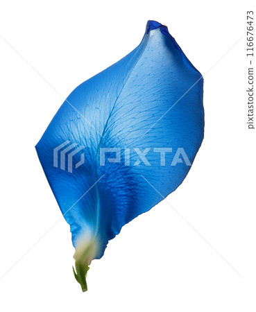 Blue rose petals 116676473