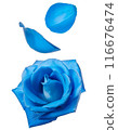 Blue rose petals 116676474