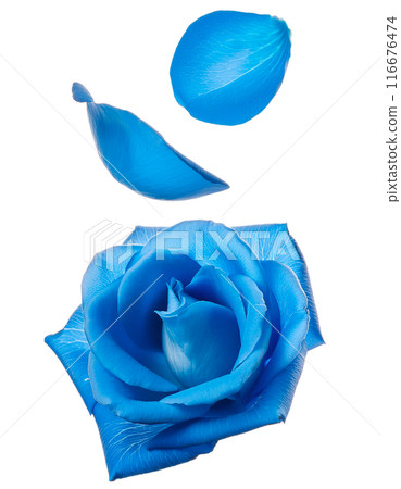 Blue rose petals 116676474