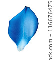Blue rose petals 116676475