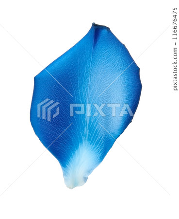 Blue rose petals 116676475