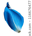Blue rose petals 116676477