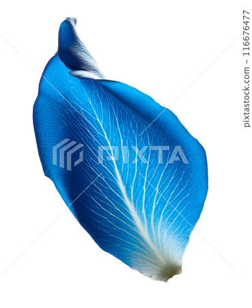 Blue rose petals 116676477