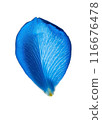 Blue rose petals 116676478