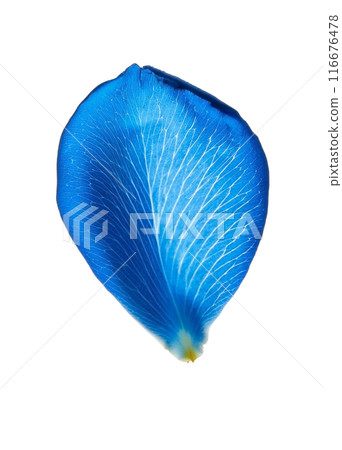 Blue rose petals 116676478