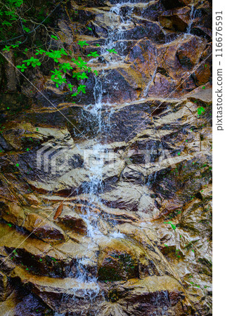 Fresh greenery and flowing meltwater [Nakabusa Valley] 116676591