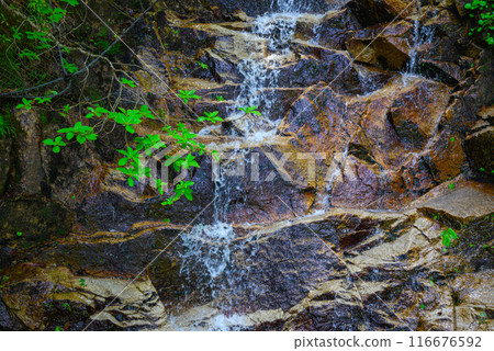 Fresh greenery and flowing meltwater [Nakabusa Valley] 116676592
