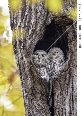 一對 Ezo 貓頭鷹依偎在一起 116676701