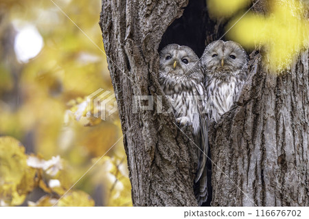 A couple of Ezo owls snuggling up 116676702
