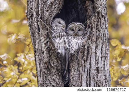 A couple of Ezo owls snuggling up A couple of Ezo owls snuggling up 116676717
