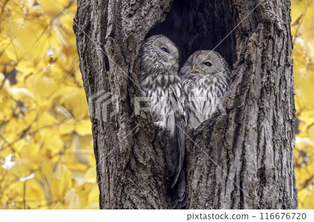 A couple of Ezo owls snuggling up 116676720