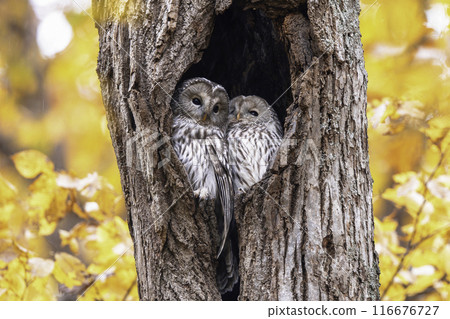 一對 Ezo 貓頭鷹依偎在一起 一對 Ezo 貓頭鷹依偎在一起 116676727