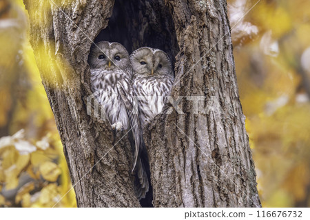 A couple of Ezo owls snuggling up 116676732