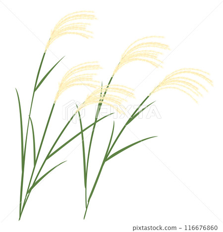 日本蒲葦的矢量圖 日本蒲葦的矢量圖 116676860