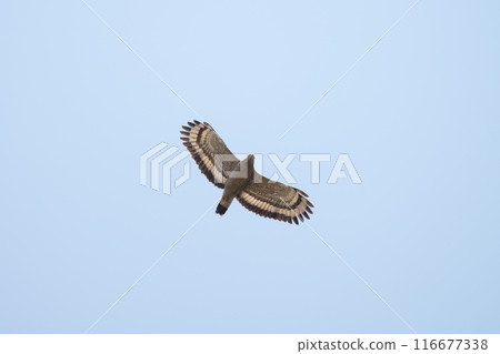 A Crested Serpent Eagle soaring in the blue sky in spring A Crested Serpent Eagle soaring in the blue sky in spring 116677338