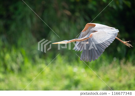 Purple Herons Flying in Spring 116677348