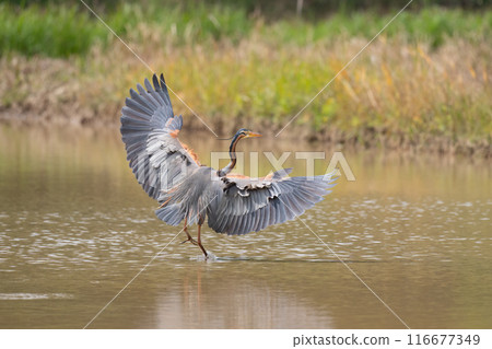 A purple heron lands on a rice field in spring 116677349