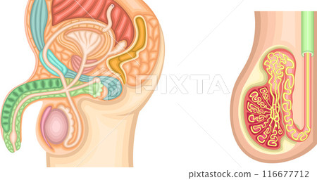 男性生殖器結構圖 116677712