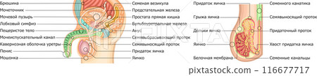 男性生殖器官結構圖俄語 116677717