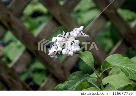 香桃木是一種多年生植物，其嫩芽可食用 [繡球科] 116677756