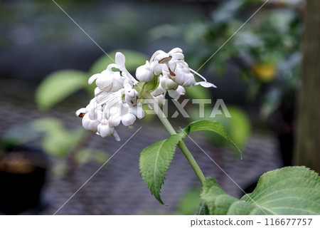香桃木是一種多年生植物，其嫩芽可食用 [繡球科] 116677757