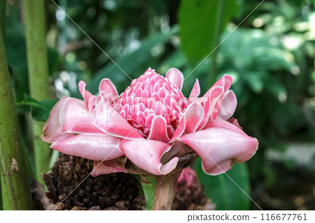 Torch ginger, also known as Kantan (Zingiberaceae) Torch ginger, also known as Kantan (Zingiberaceae) 116677761