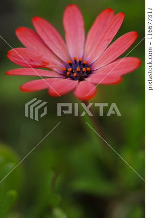 Cape margaret flowers blooming in a spring flowerbed Cape margaret flowers blooming in a spring flowerbed 116677812