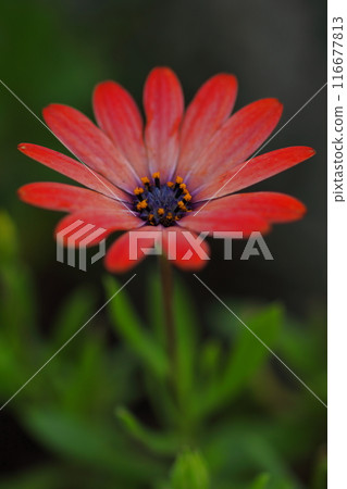 Cape margaret with vivid red petals Cape margaret with vivid red petals 116677813