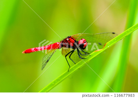Close-up of a male Red-tailed Dragonfly 116677983