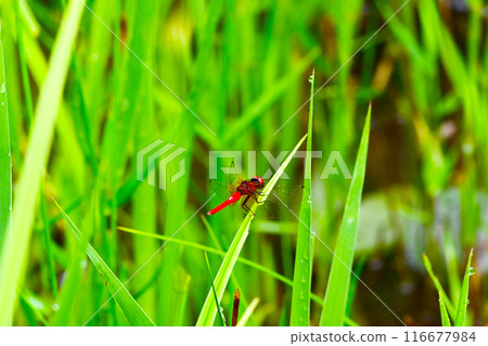 A rare endangered male dragonfly A rare endangered male dragonfly 116677984