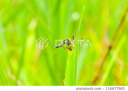 The smallest dragonfly in Japan: female Hachotombo 116677985