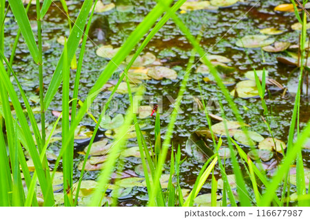 瀕危物種稀有雄性蜻蜓 116677987