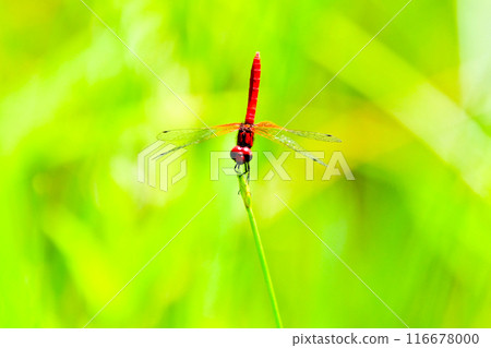Close-up of a male Red-tailed Dragonfly Close-up of a male Red-tailed Dragonfly 116678000