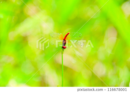 Mysterious dragonfly, Hachototombo (male) Mysterious dragonfly, Hachototombo (male) 116678001