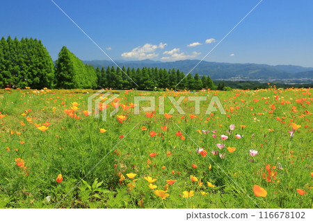 冰島罌粟花映襯藍天的生駒高原春天景色 冰島罌粟花映襯藍天的生駒高原春天景色 116678102