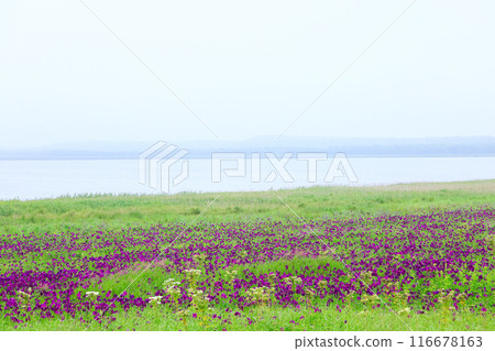 北海道野付半島上的鳶尾花叢 北海道野付半島上的鳶尾花叢 116678163