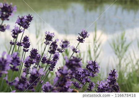 Lavender flowers and a mountain reflected in the water Lavender flowers and a mountain reflected in the water 116678418