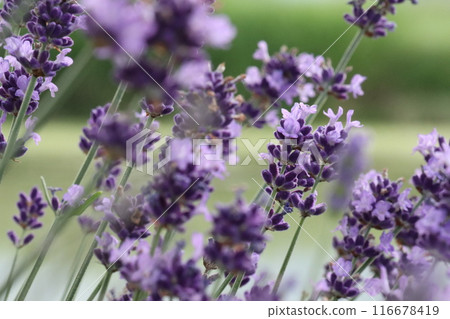 Beautifully blooming lavender by the water Beautifully blooming lavender by the water 116678419